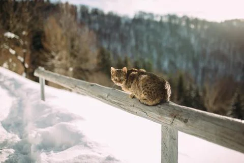 Cat in the winter in the mountains Foto stock