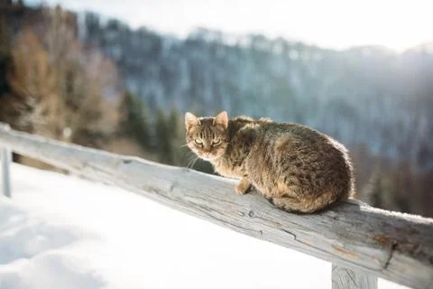 Cat in the winter in the mountains Stock Photos