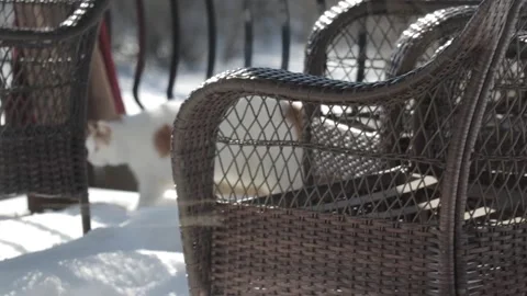 Cat in Winter Snow Background Stock Footage 169974335