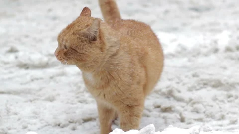 Cat in winter in snow Stock Footage 94374529
