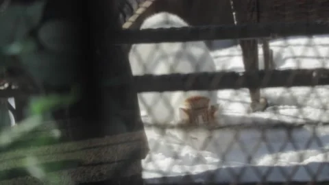 Cat in Winter Snow Stock Footage 169974331