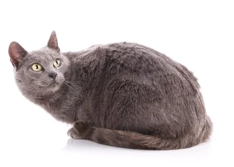 Cat without breed. A simple gray cat Stock Photos