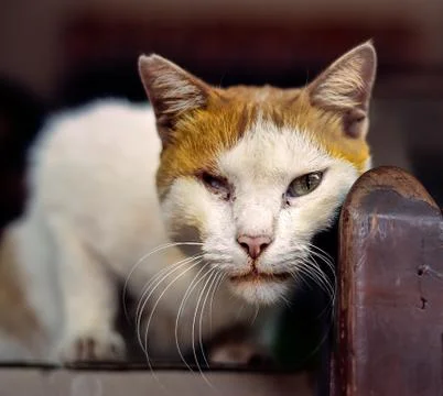 A cat without one eye Stock Photos
