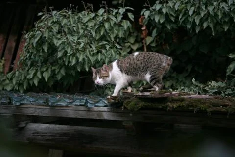 Cat without tail Stock Photos