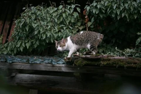 Cat without tail Stock Photos