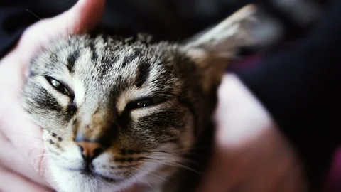 Cat. Women's hands stroking a cat Video stock 100739985