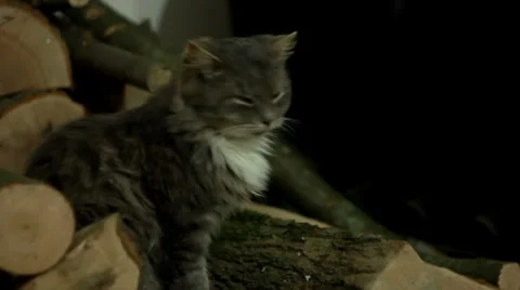 Cat on Wood Stock Footage 32906696