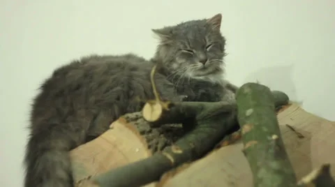 Cat on Wood 스톡 동영상 32906703