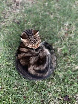 Cat wooden structure Stock Photos