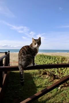 Cat wooden structure Stock Photos
