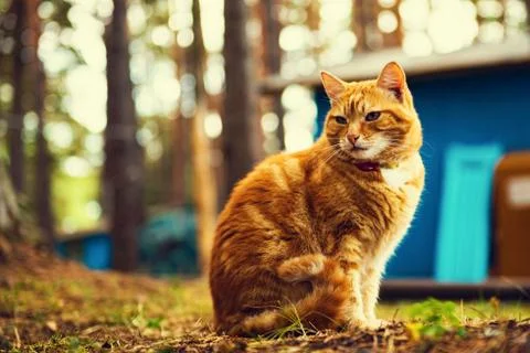 Cat in the woods Stock Photos