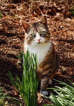 Cat in the woods Stock Photos