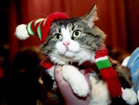 Cat in the wool cap Stock Photos