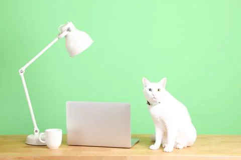 Cat at Work Stock Photos