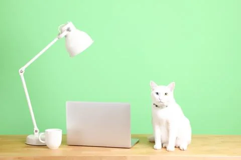 Cat at Work Stock Photos