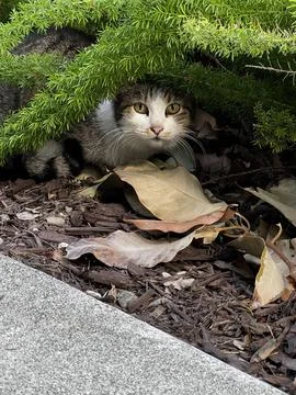 Cat at work Stock Photos