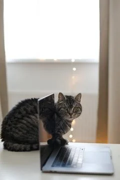 Cat working at the computer. blank screen on a table by blurry bokeh lights Stock Photos