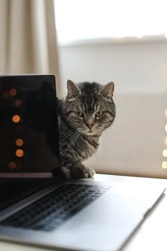 Cat working at the computer. blank screen on a table by blurry bokeh lights Foto stock