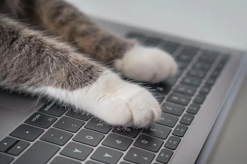 Cat working on computer. Cat paws on a laptop keyboard typing text Stock Photos