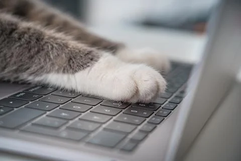 Cat working on computer. Cat paws texting, pressing buttons on a laptop keyboard Stock Photos