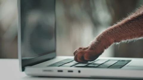 Cat working on computer from home. Cat paws typing Stock Footage 257067649