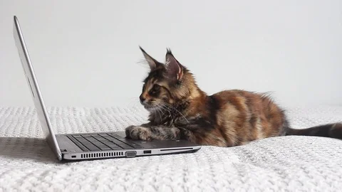 Cat working with laptop Stock Footage 98200184