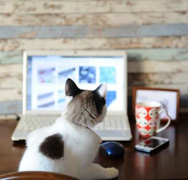 Cat working on a laptop, view from the back. Home office, freelance. Mug Stock Photos