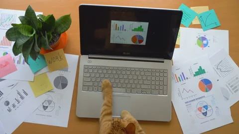 Cat working at office with laptop surrounded by a lot of paperwork, top view Stock Footage 87384549