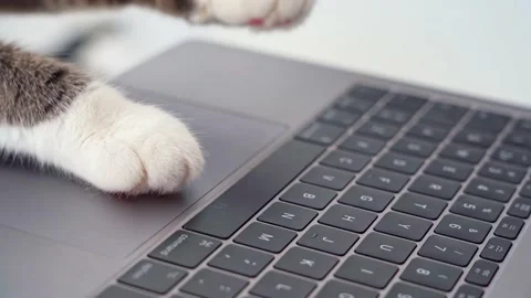 Cat works on computer. Cat paws texting or pressing buttons on a laptop keyboard Stock Footage 148753112