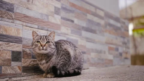 Cat With Wounded Eye Видео 169576687