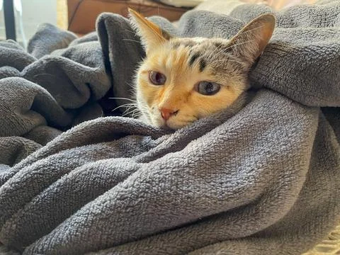 Cat Wrapped in Blanket Stock Photos
