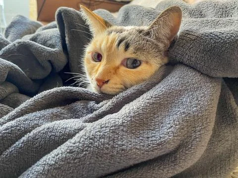Cat wrapped in blanket Stock Photos