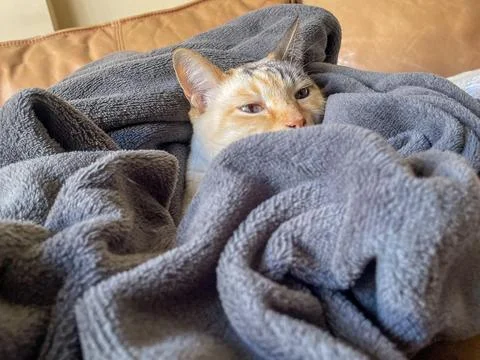 Cat wrapped in soft blankets Stock Photos