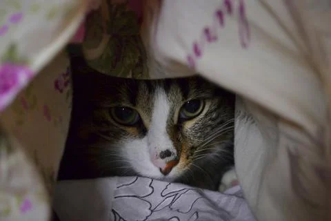Cat wrapped in a warm blanket Foto stock