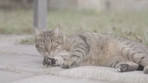 Cat wrinkles and cleans on the floor outdoors Stock Footage