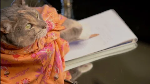 Cat writing in journal diary Stock Footage 111594445