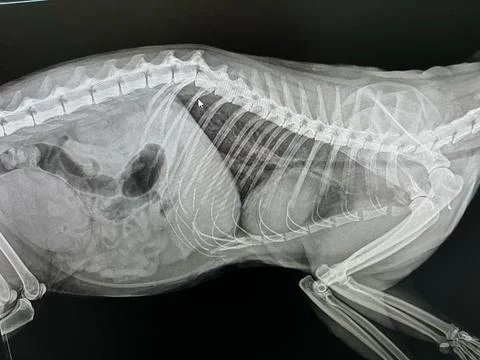 CAT X RAY fractured spine 4k HD Stock Photos