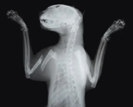 Cat, X-ray Stock Photos