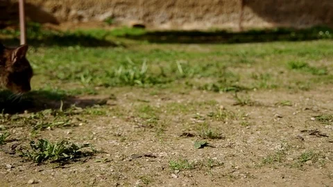 Cat in the yard Stock Footage 70140833