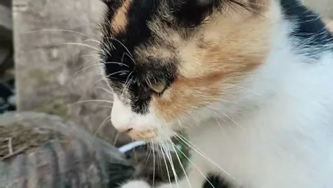 Cat on the yard Stock Footage 310843062