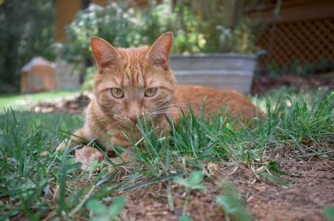 Cat in the yard Stock Photos