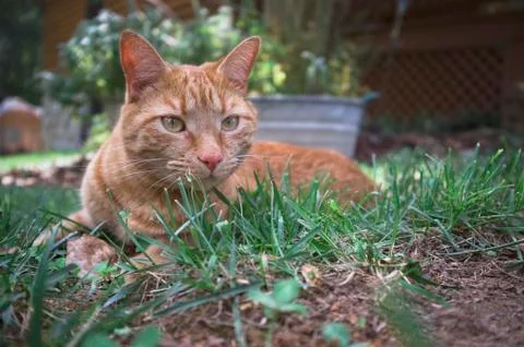 Cat in the yard Stock Photos