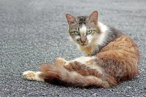 A cat in the yard Stock Photos