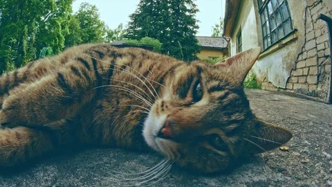 Cat yawing  Stock Footage 76812802