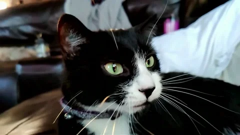 Cat Yawn 01 Stock Footage 162405493