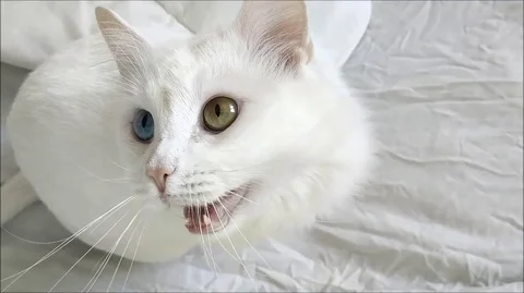 Cat yawn Stock Footage 129846079