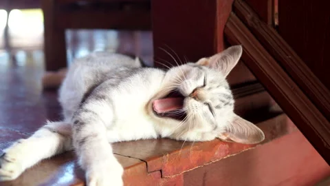 Cat Yawn Stock Footage 252709177