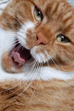 Cat yawn Stock Photos