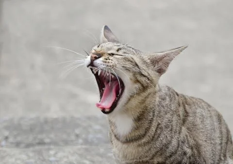 Cat yawn Stock Photos