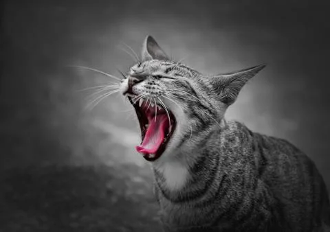 Cat yawn Stock Photos